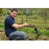 CROZES HERMITAGE rouge 2012 Domaine Les ENTREFAUX Les Pends 150cl
