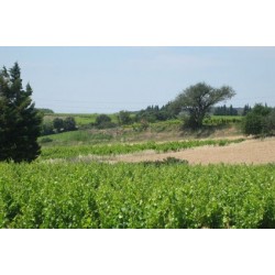 SIGNARGUES rouge 2014 Cave ESTEZARGUES Domaine Grès Saint Vincent 75cl