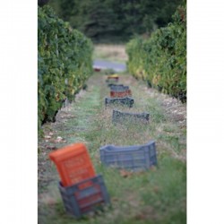 CORNAS rouge 2016 Domaine COURBIS Champelrose  150cl