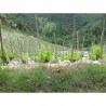 CORNAS rouge 2016 Domaine COURBIS Champelrose  150cl