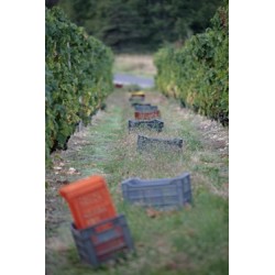 SAINT JOSEPH blanc 2015 Domaine COURBIS 75cl