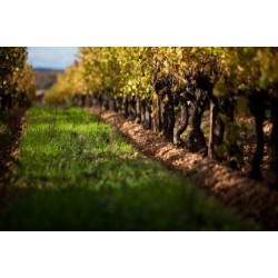 COSTIERES DE NÎMES blanc 2014 Château de NAGES Vieilles Vignes 75cl