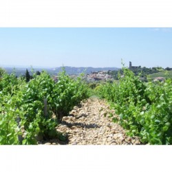 CHATEAUNEUF DU PAPE rouge 2014 Domaine SERGUIER 75cl