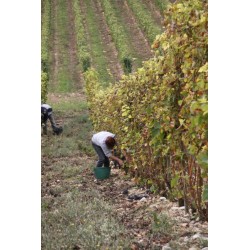 CROZES HERMITAGE rouge 2012 Domaine des HAUTS CHÂSSIS cuvée Les Galets 150cl