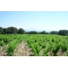 CHATEAUNEUF DU PAPE blanc 2015 Domaine SERGUIER 75cl