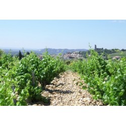 CHATEAUNEUF DU PAPE blanc 2015 Domaine SERGUIER 75cl