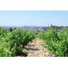 CHATEAUNEUF DU PAPE blanc 2015 Domaine SERGUIER 75cl