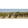 BANDOL rouge 2011 Domaine de la BASTIDE BLANCHE 150cl