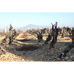 CHÂTEAUNEUF DU PAPE rouge 2011 Vignobles MAYARD La Crau de ma MERE 150cl