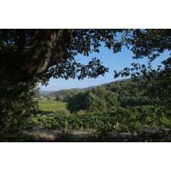 LUBERON rouge 2015 Domaine la ROYERE Oppidum 75cl